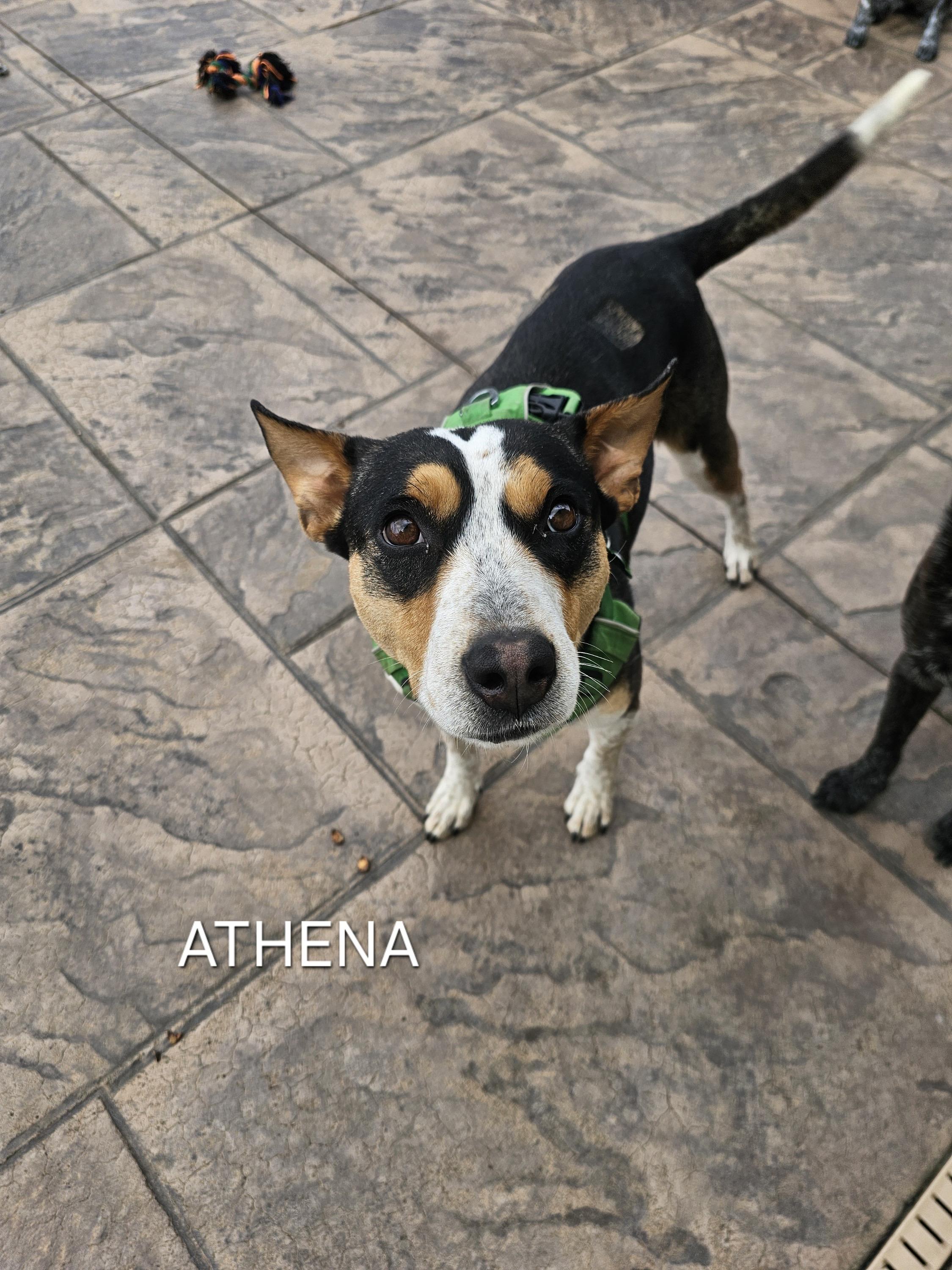 Athena photo 5