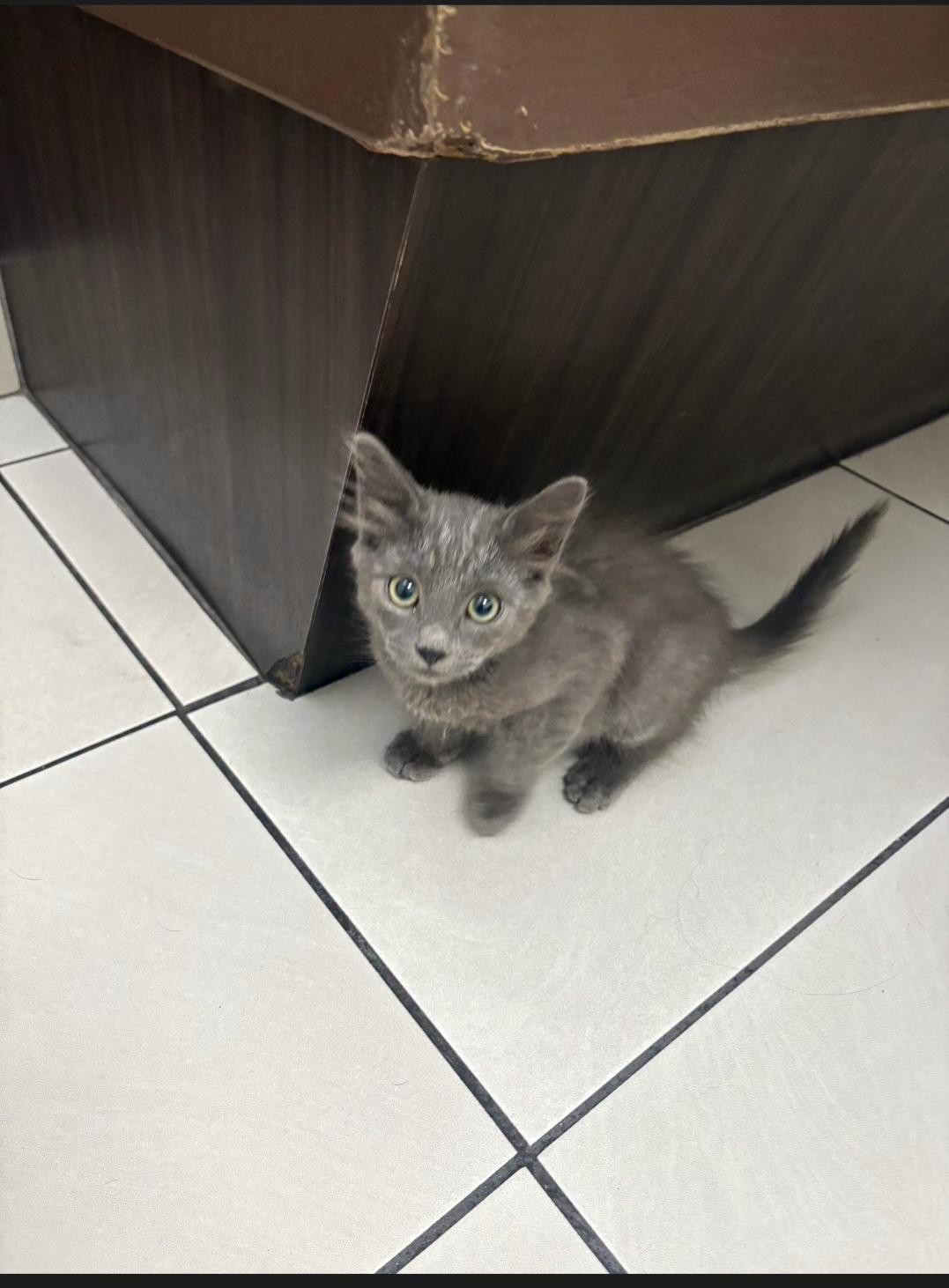 Silver, Adopted, Kitten Male Domestic Short Hair.