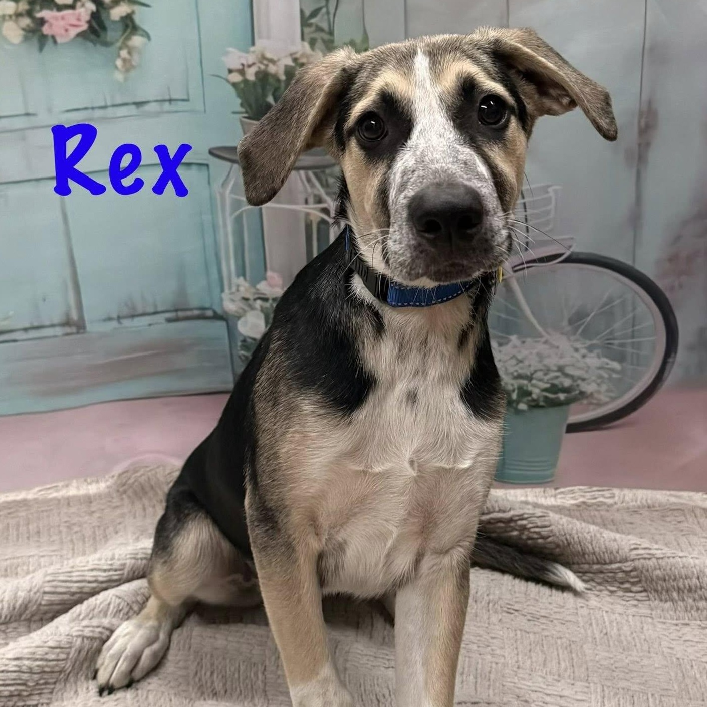 Enlarge Rex (adoption pending), a Adoptable mixed breed in Albany, NY image 5/6