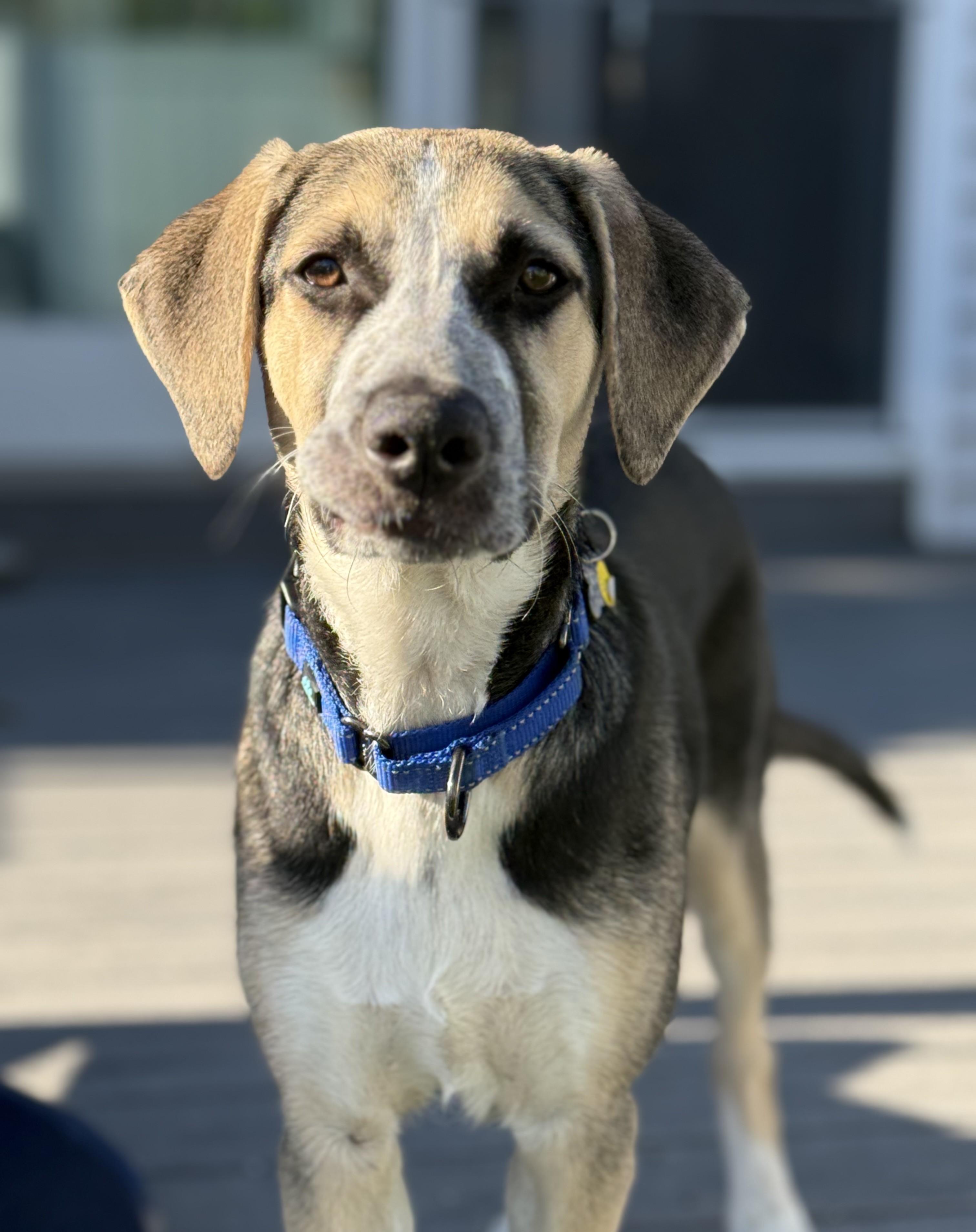 Enlarge Rex (adoption pending), a Adoptable mixed breed in Albany, NY image 4/6