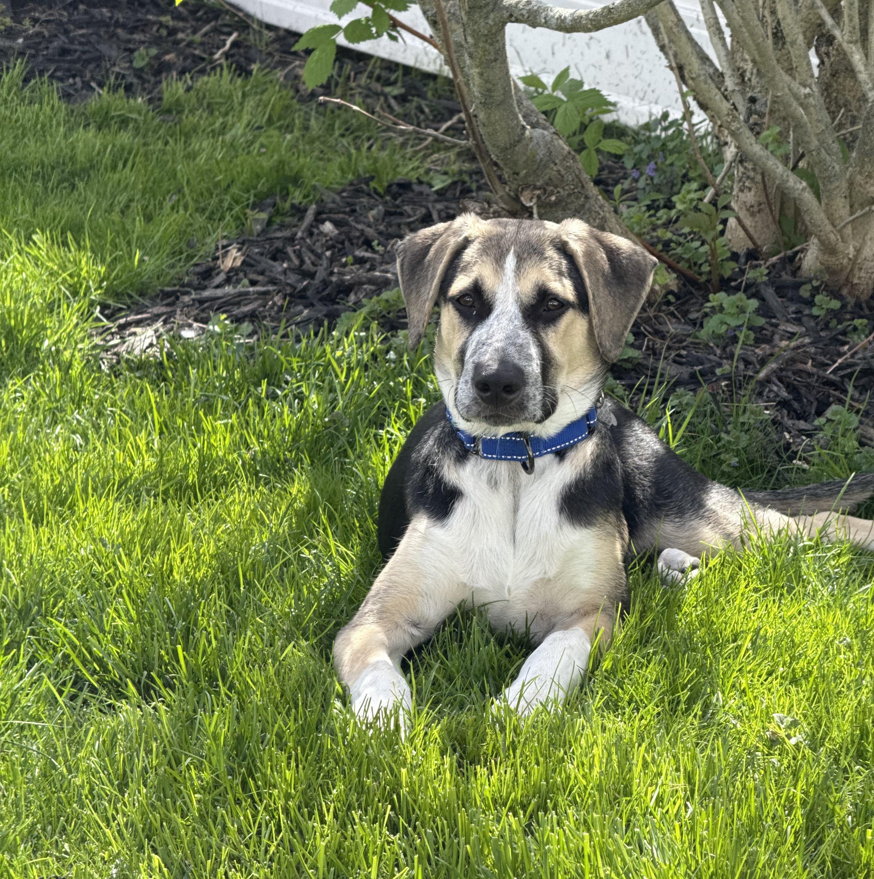 Enlarge Rex (adoption pending), a Adoptable mixed breed in Albany, NY image 3/6