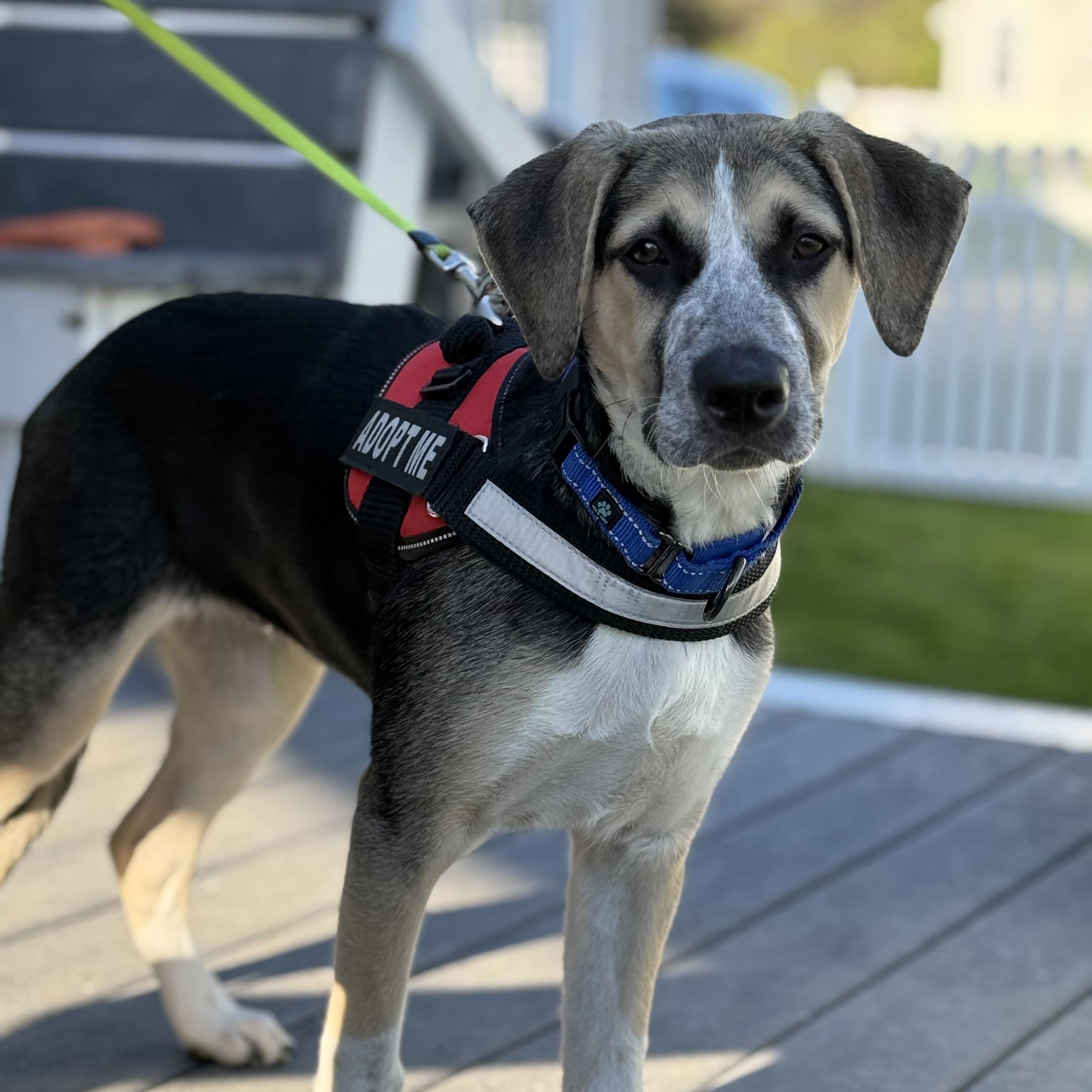 Enlarge Rex (adoption pending), a Adoptable mixed breed in Albany, NY image 1/6