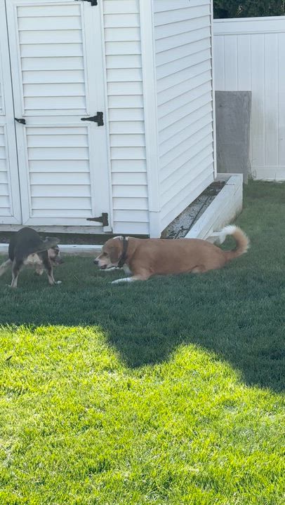 Enlarge Rex (adoption pending), a Adoptable mixed breed in Albany, NY video 6/6