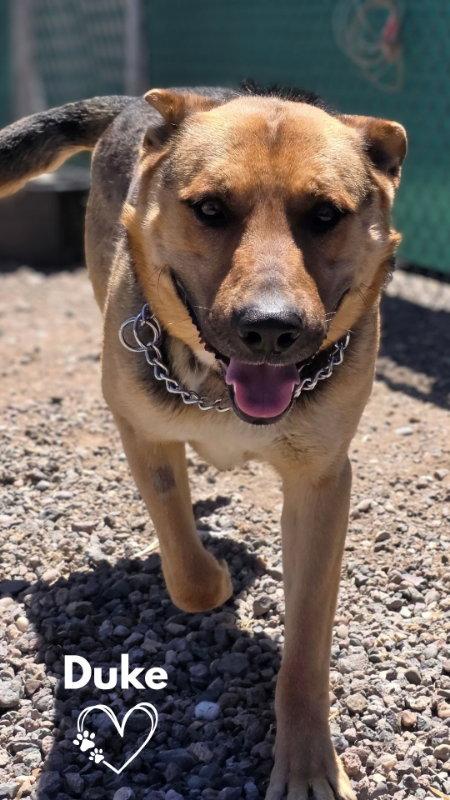 Duke, Adoptable, Adult Male German Shepherd Dog.