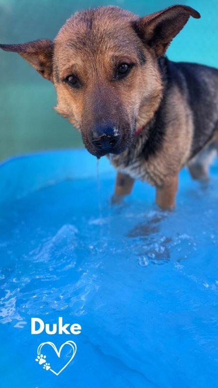 Enlarge Duke, a Adoptable German Shepherd Dog in Monte Vista, CO image 2/3