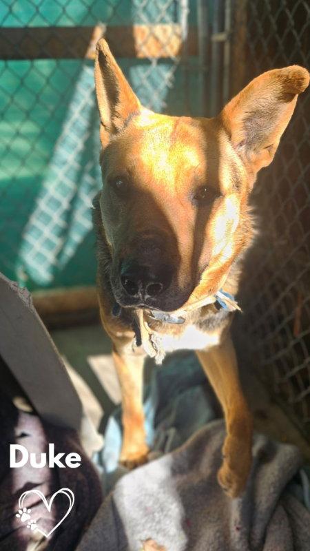 Duke, Adoptable, Adult Male German Shepherd Dog.