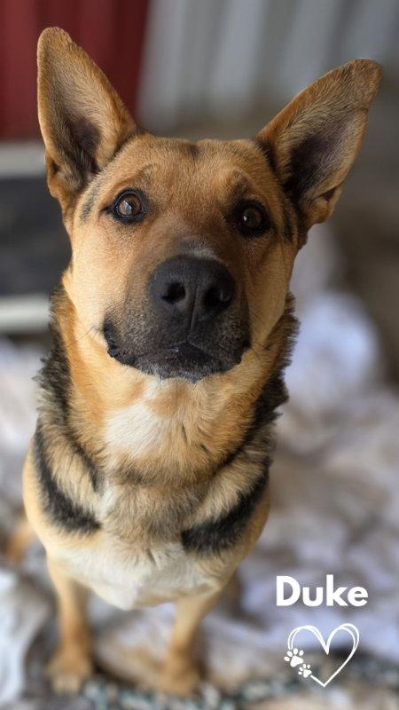 Enlarge Duke, a Adoptable German Shepherd Dog in Monte Vista, CO image 2/2