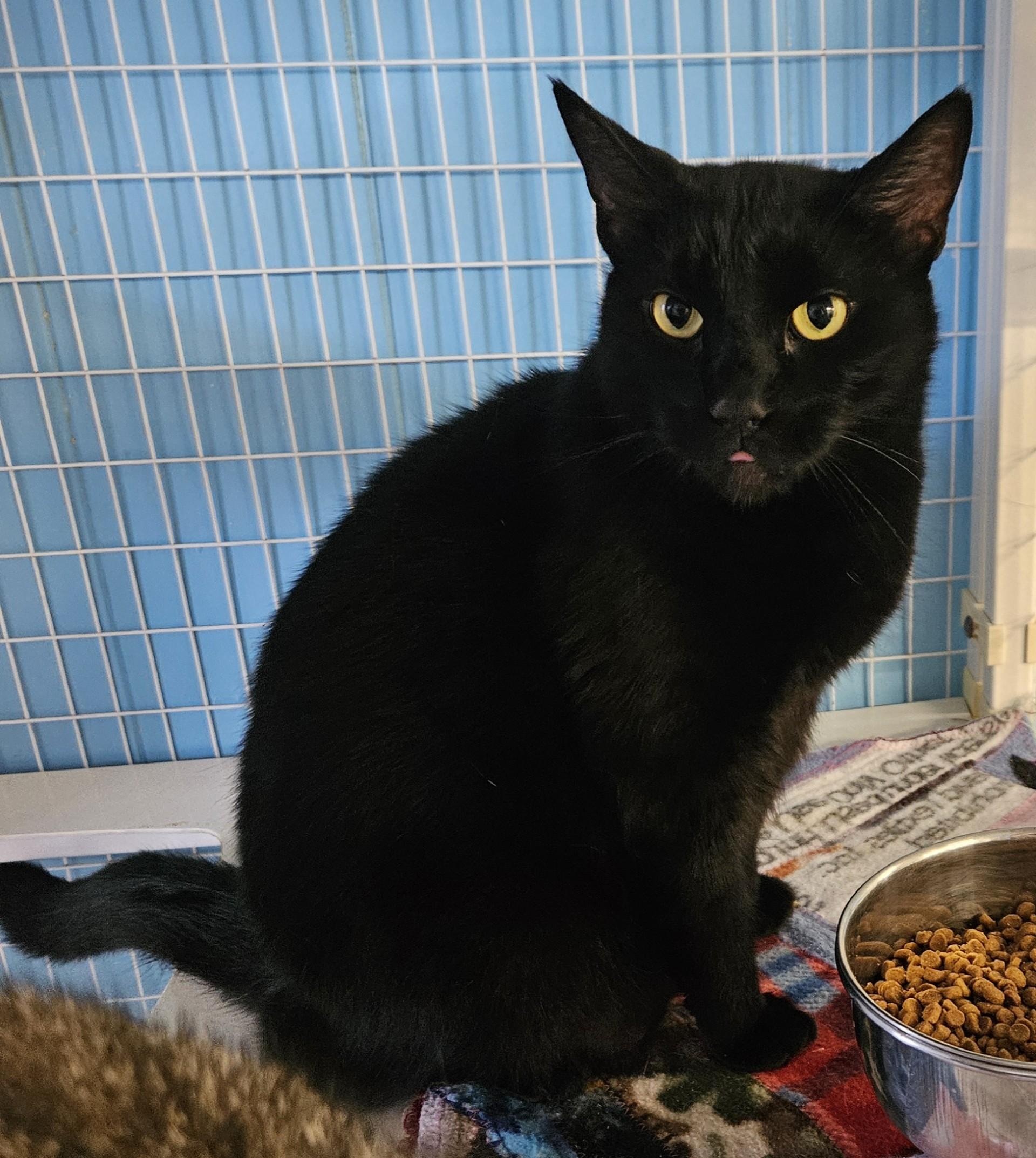 Enlarge JackPot, a ADOPTABLE Domestic Medium Hair in Claremont, NH image 1/1