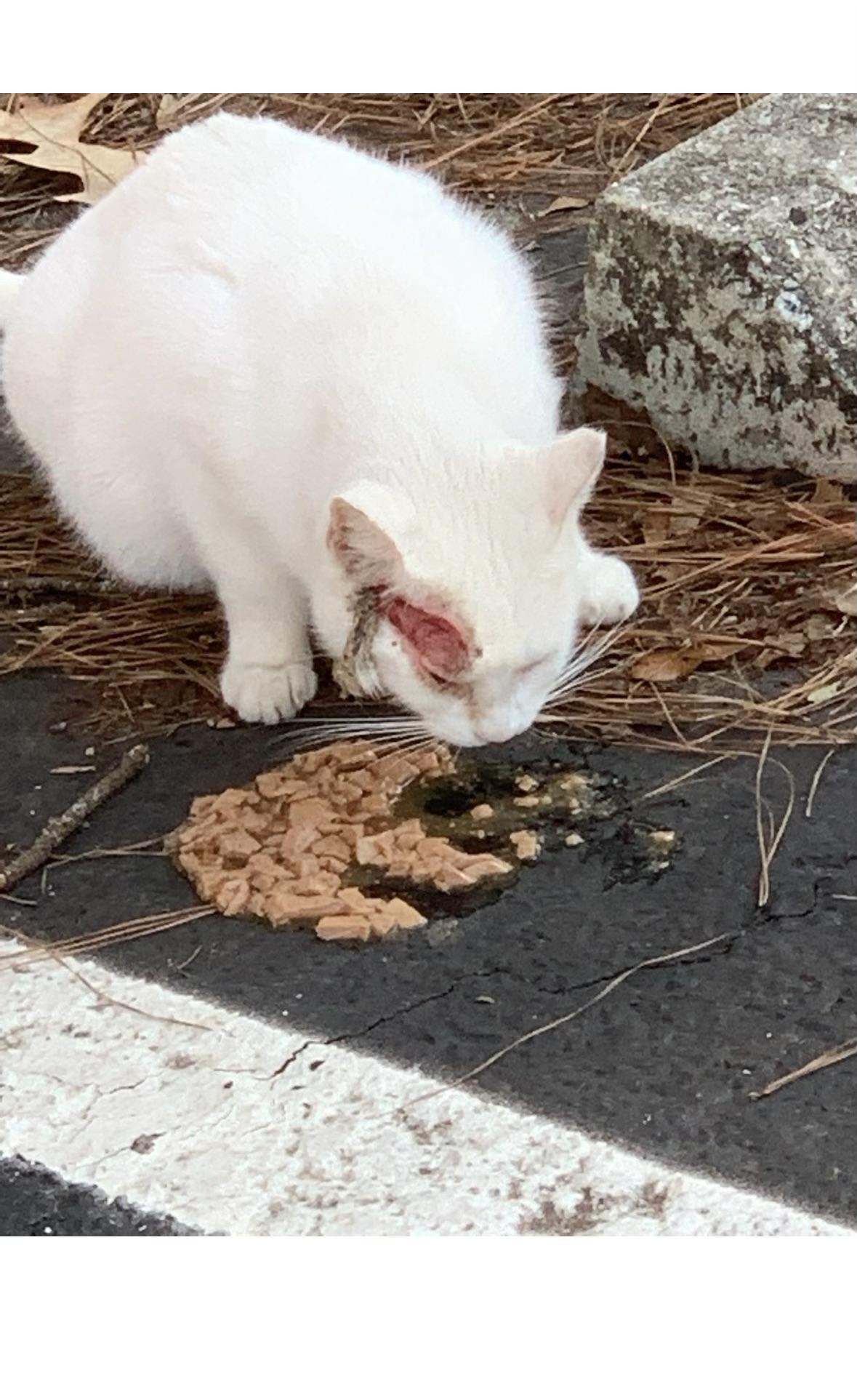 Willow, a Adoptable Domestic Short Hair in Little River, SC image 1/6