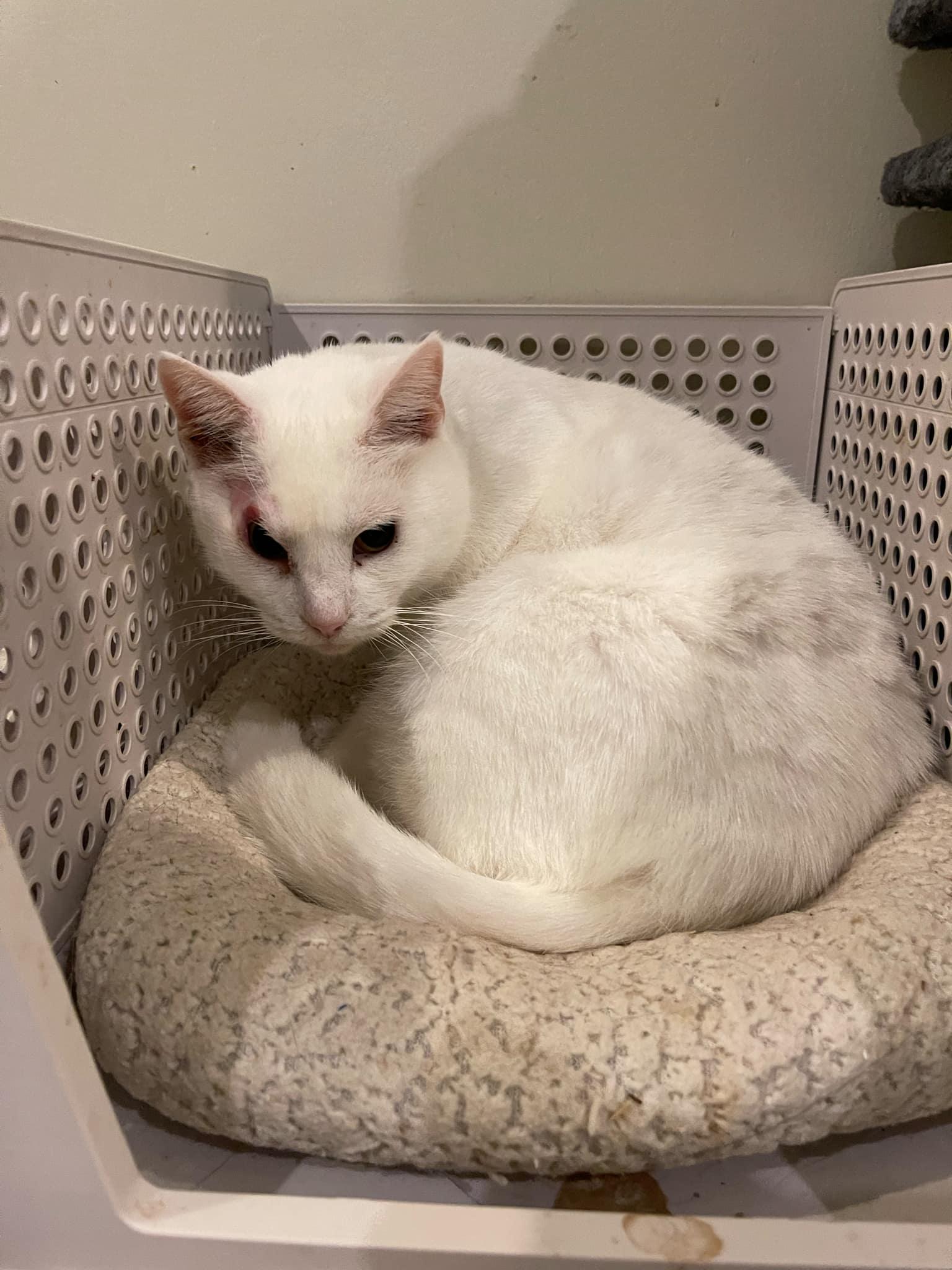 Willow, a Adoptable Domestic Short Hair in Little River, SC image 5/6