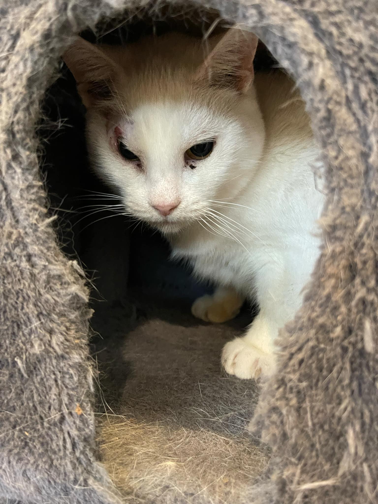 Willow, a Adoptable Domestic Short Hair in Little River, SC image 3/6