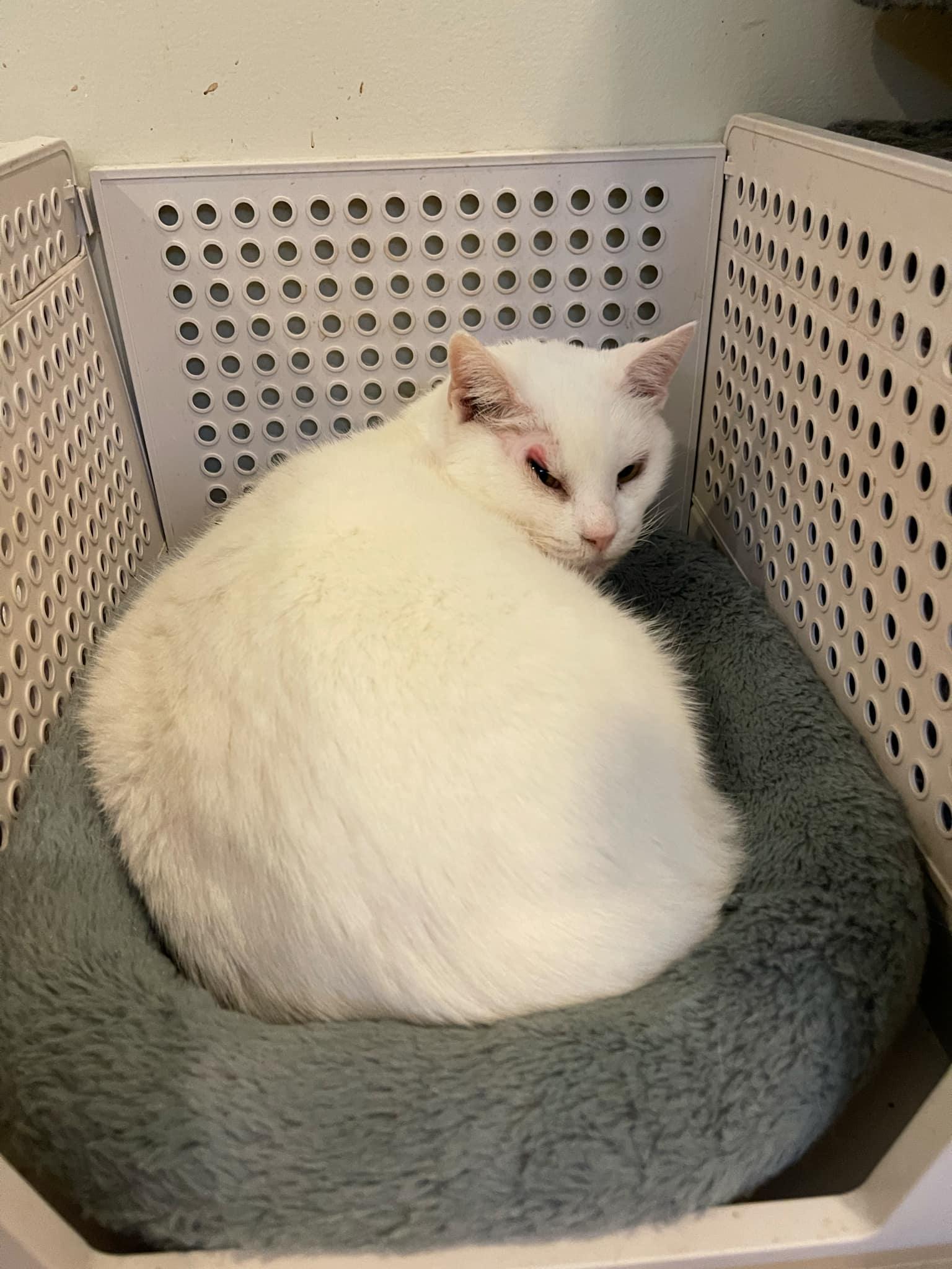 Willow, a Adoptable Domestic Short Hair in Little River, SC image 4/6