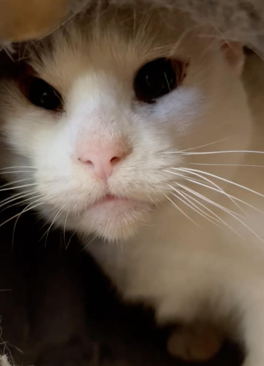 Willow, Adult Female Domestic Short Hair