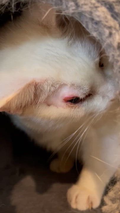 Enlarge Willow, a Adoptable Domestic Short Hair in Little River, SC video 6/6