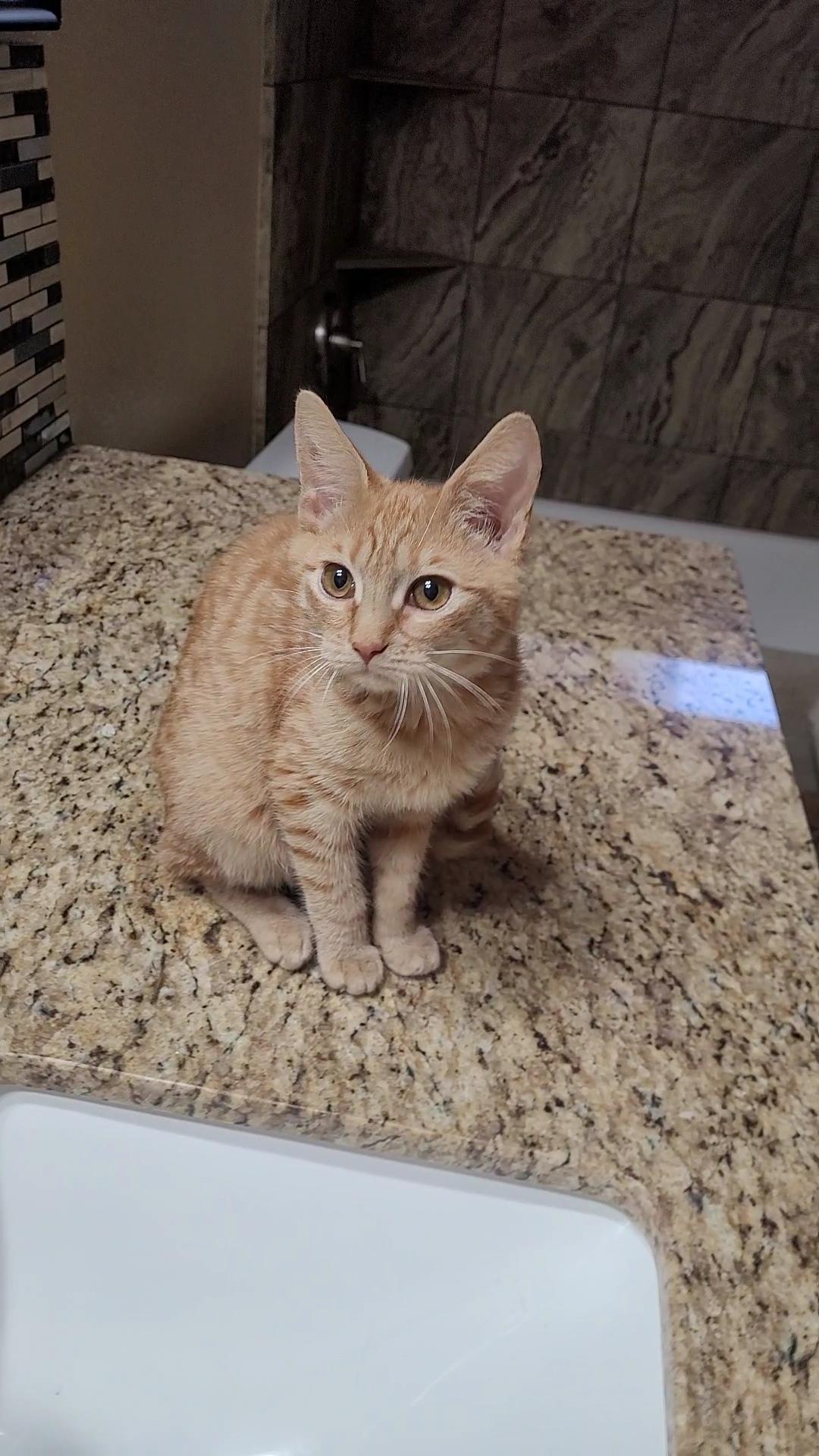 SAMANTHA , an adoptable mixed breed in Escalon, CA image 4/6