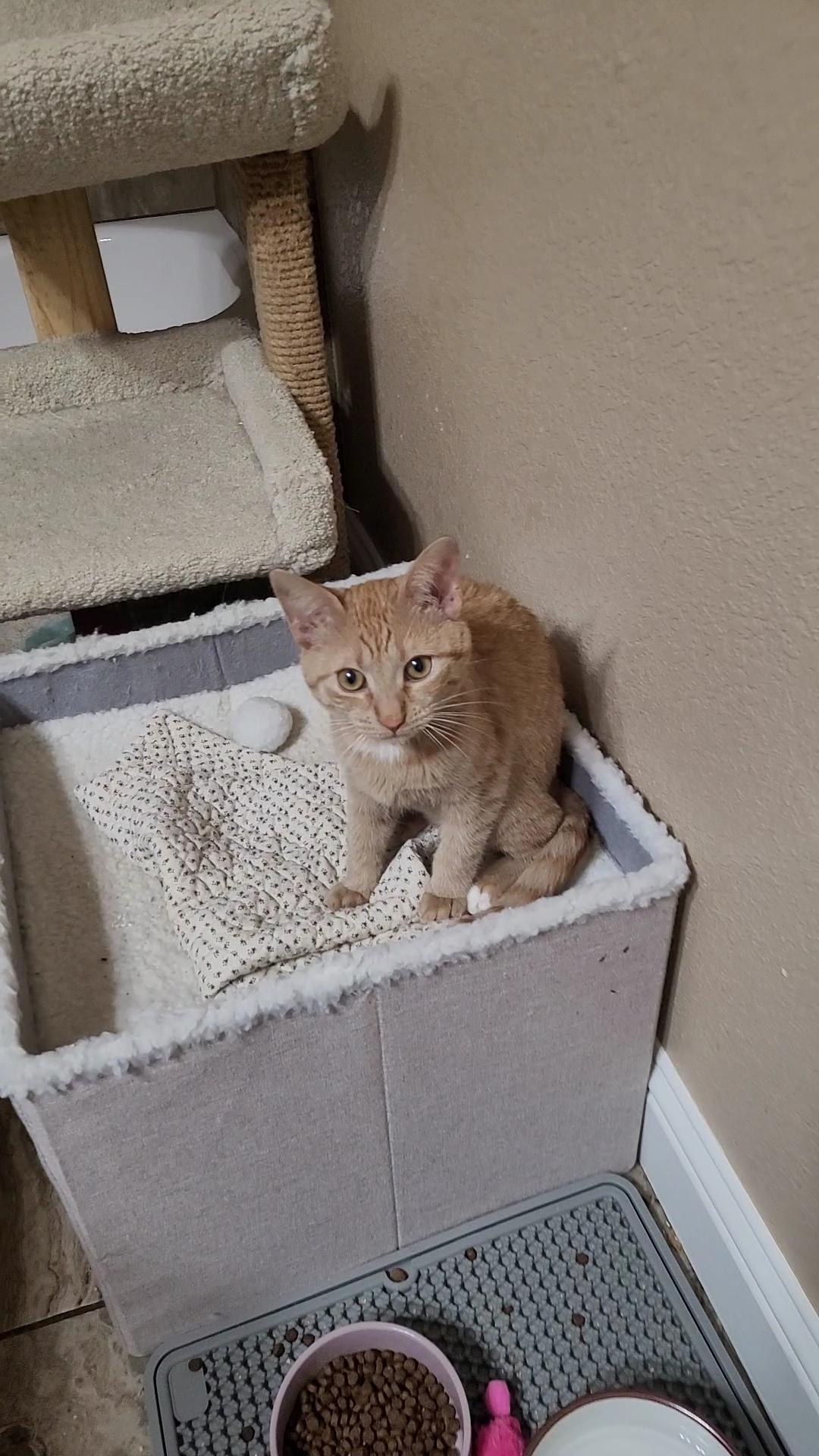 SAMANTHA , an adoptable mixed breed in Escalon, CA image 3/6