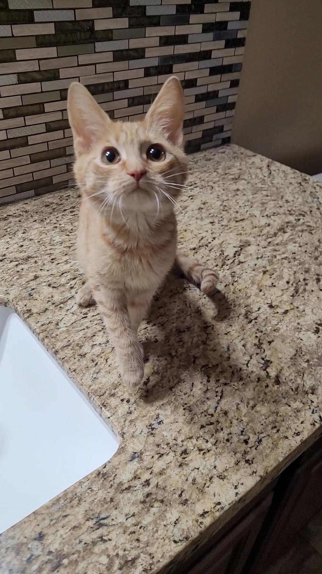 SAMANTHA , adoptable, Kitten Female Tabby & Domestic Short Hair.