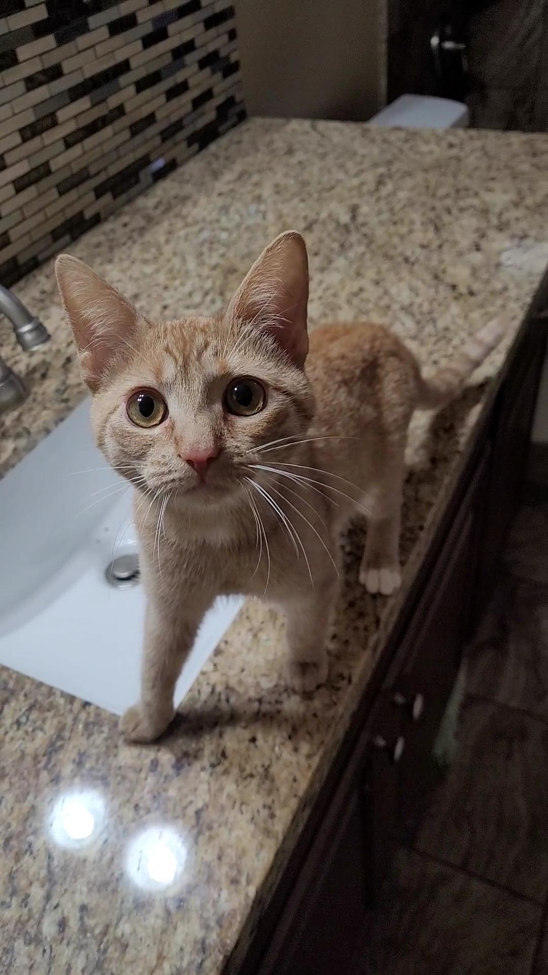 SAMANTHA , an adoptable mixed breed in Escalon, CA image 5/6