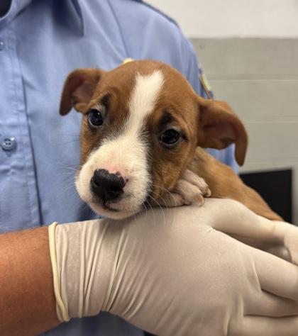 Enlarge Sneezy, a Adoptable mixed breed in Madera, CA image 1/1
