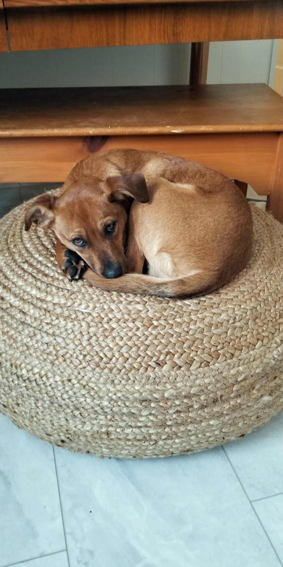 Enlarge Brewer (Community Assist), a Adoptable mixed breed in Marion, NC image 1/4