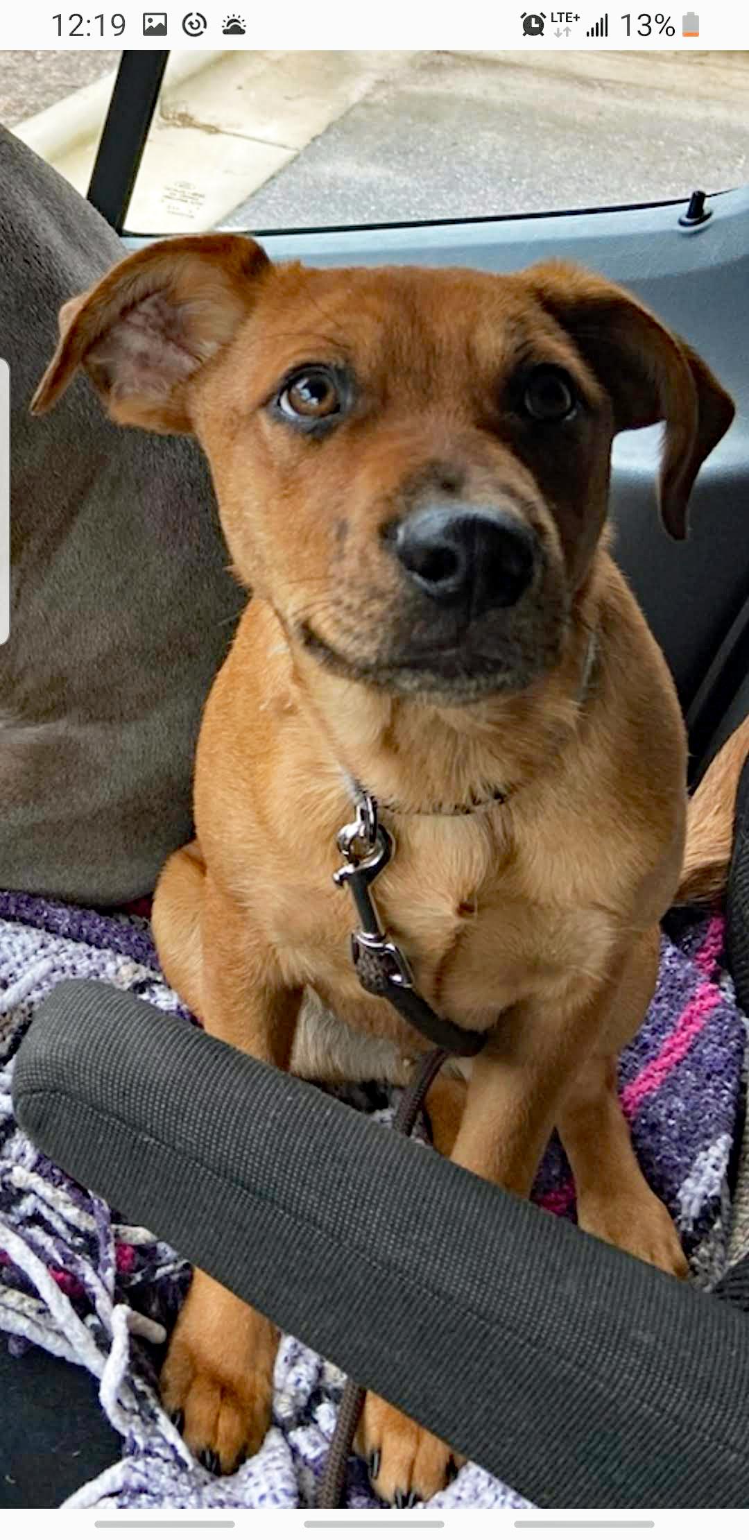 Enlarge Brewer (Community Assist), a Adoptable mixed breed in Marion, NC image 4/4