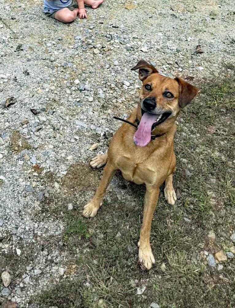 Enlarge Brewer (Community Assist), a Adoptable mixed breed in Marion, NC image 2/4