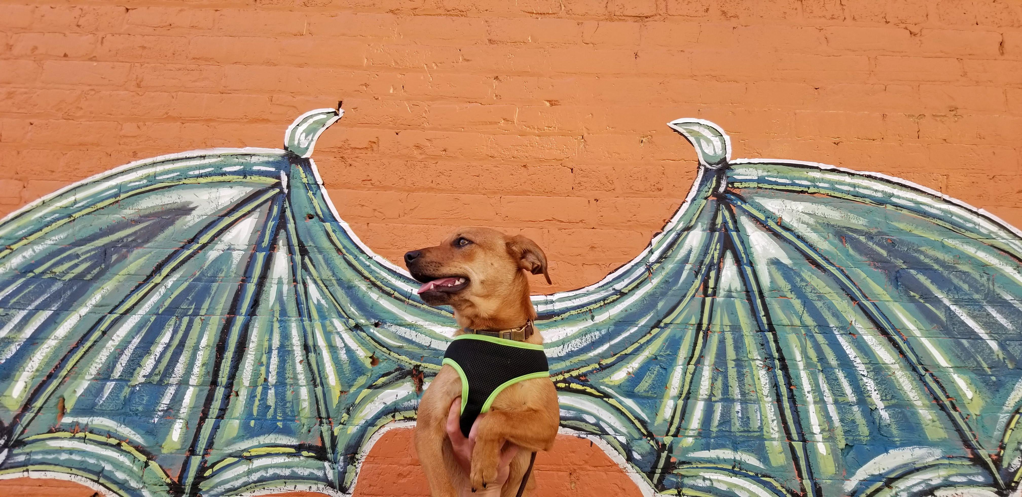 Enlarge Brewer (Community Assist), a Adoptable mixed breed in Marion, NC image 3/4