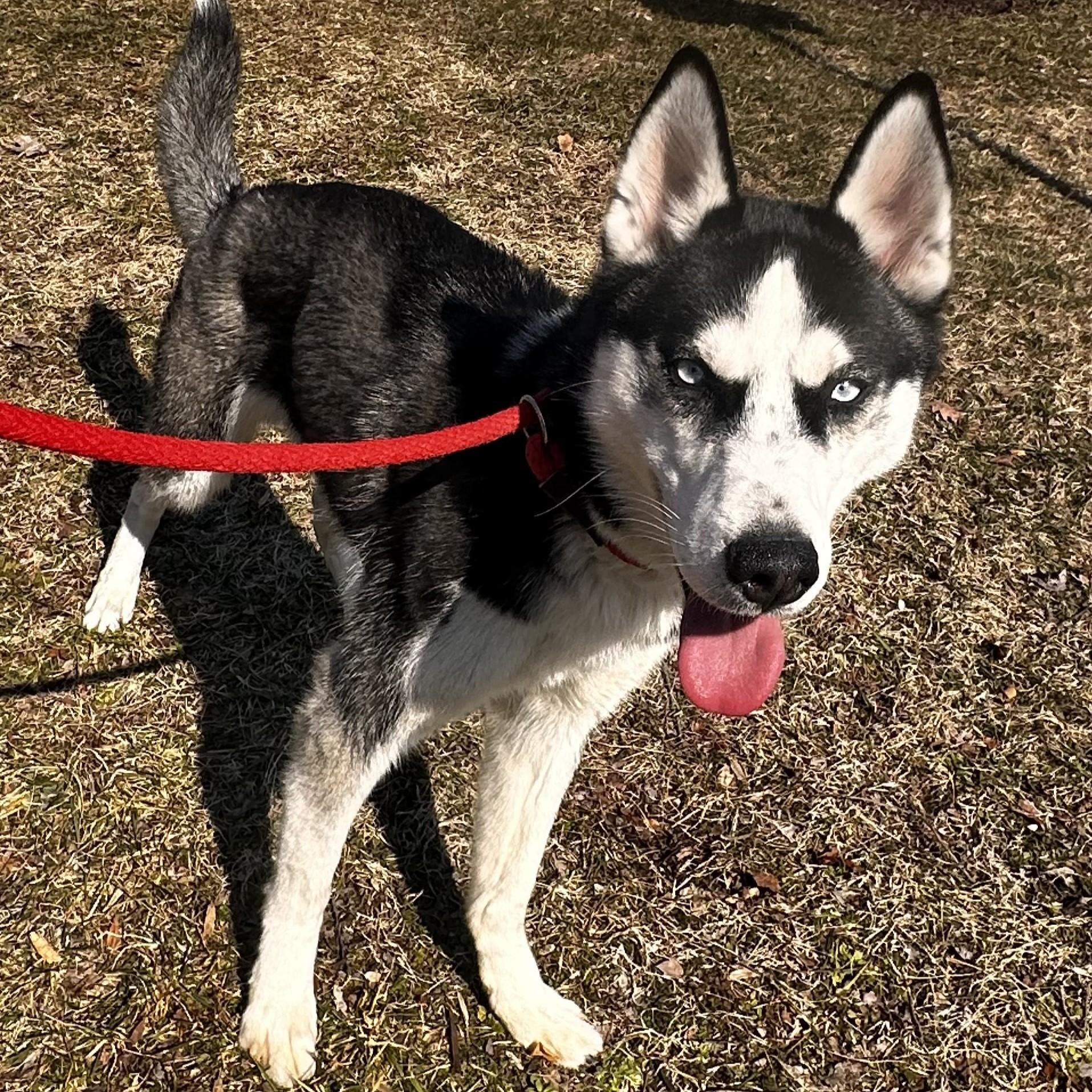 Enlarge Ranger- #50538, a ADOPTABLE Husky in Columbia, MD image 2/5