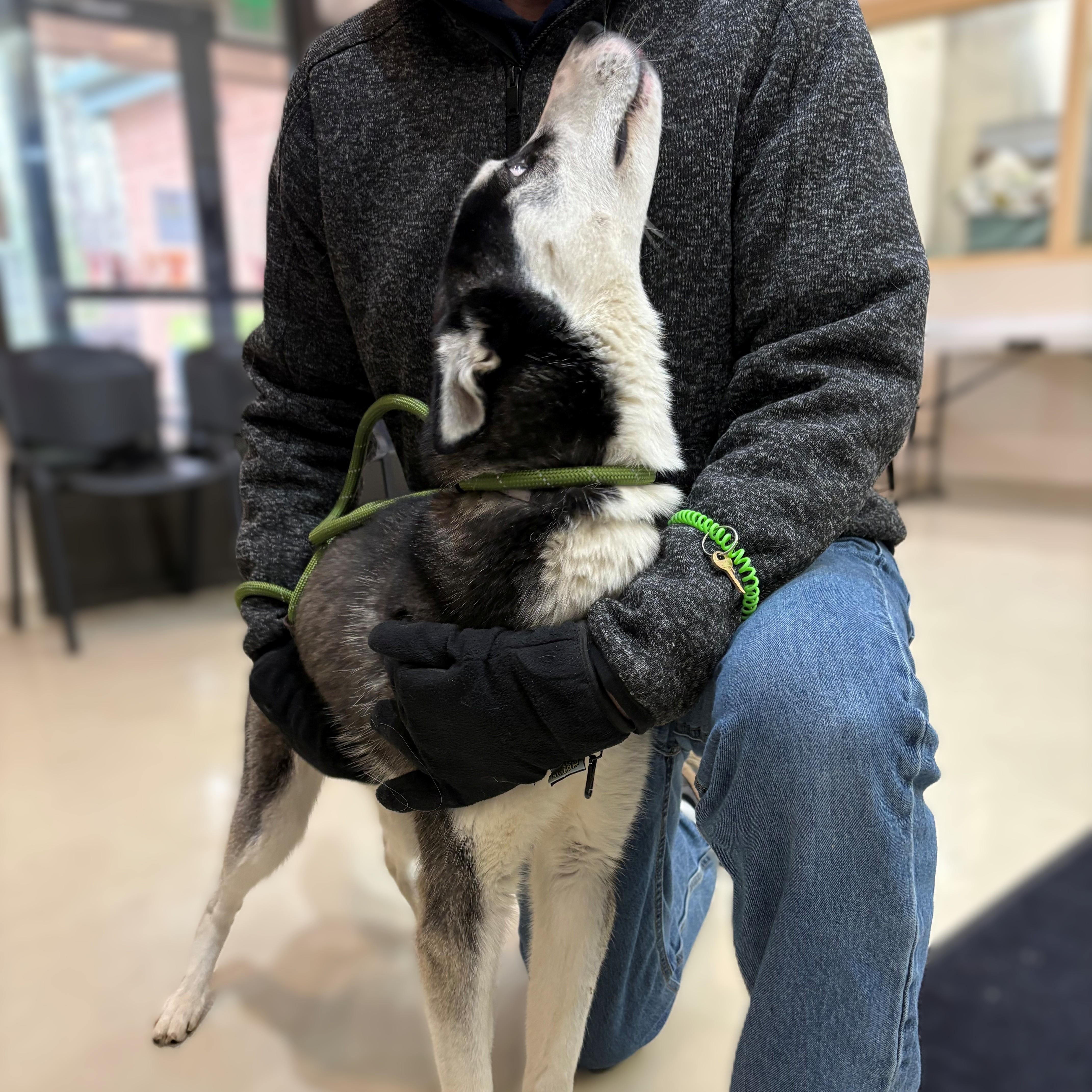 Enlarge Ranger- #50538, a ADOPTABLE Husky in Columbia, MD image 5/5