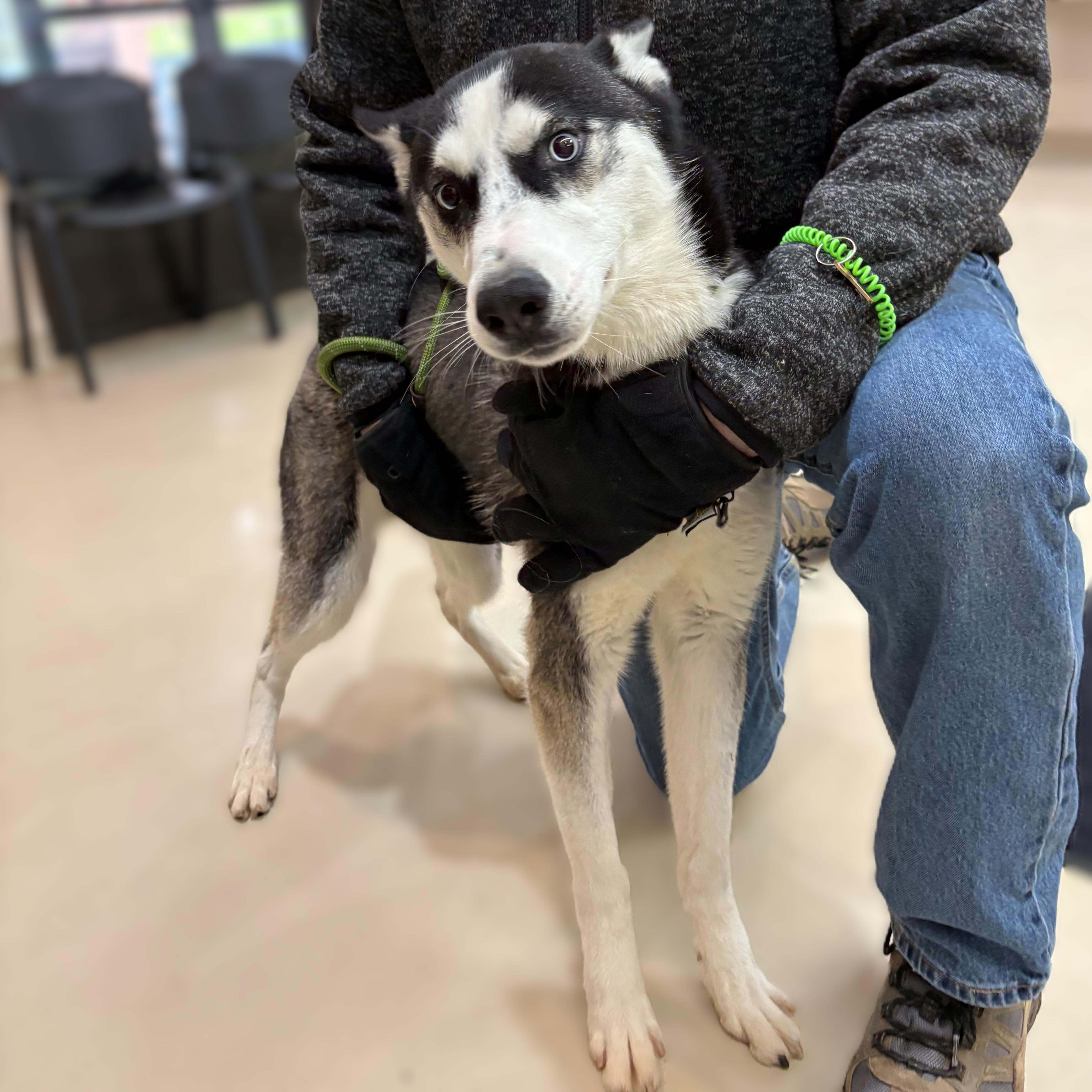 Enlarge Ranger- #50538, a ADOPTABLE Husky in Columbia, MD image 4/5