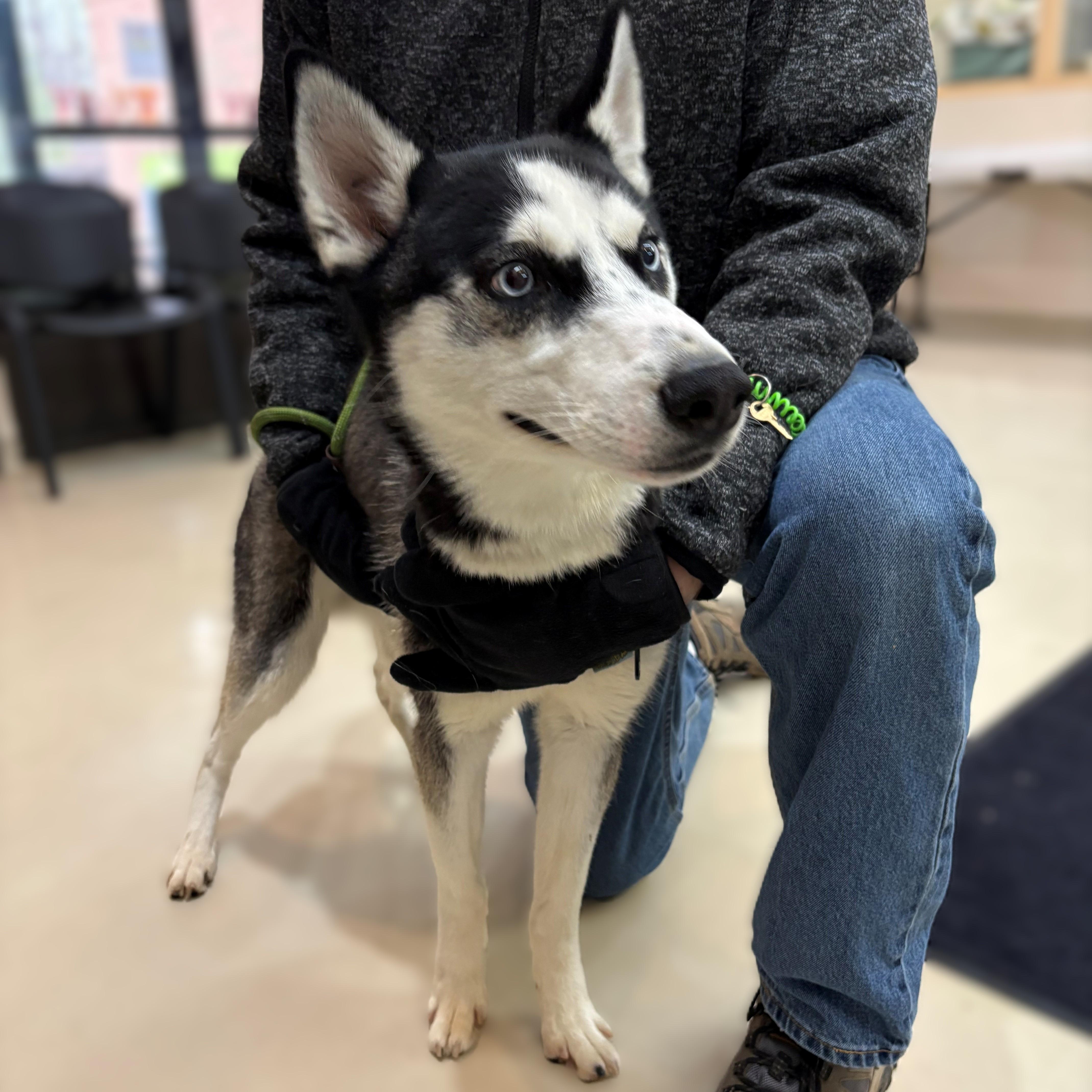 Enlarge Ranger- #50538, a ADOPTABLE Husky in Columbia, MD image 3/5