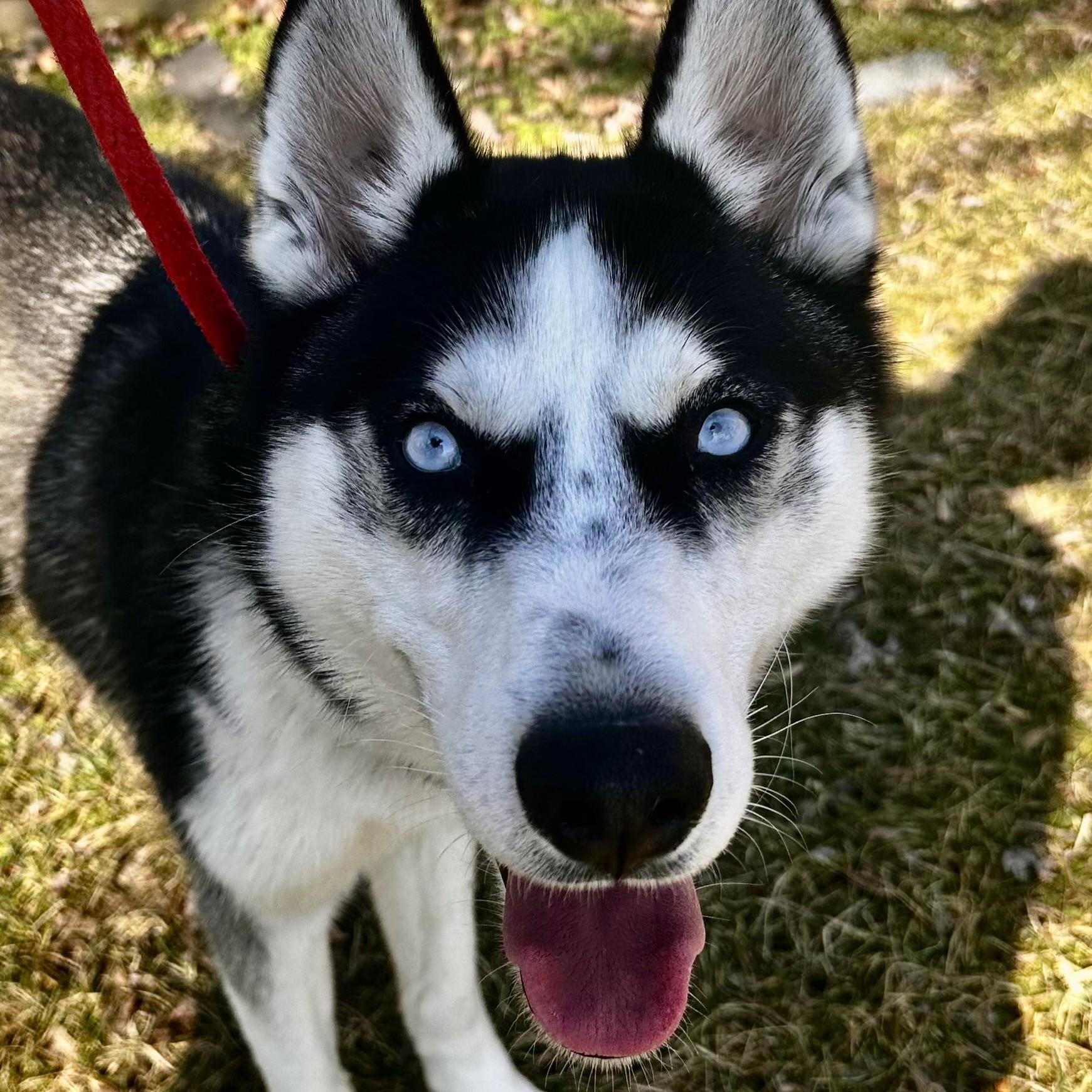 Ranger- #50538, ADOPTABLE, Young Male Husky.