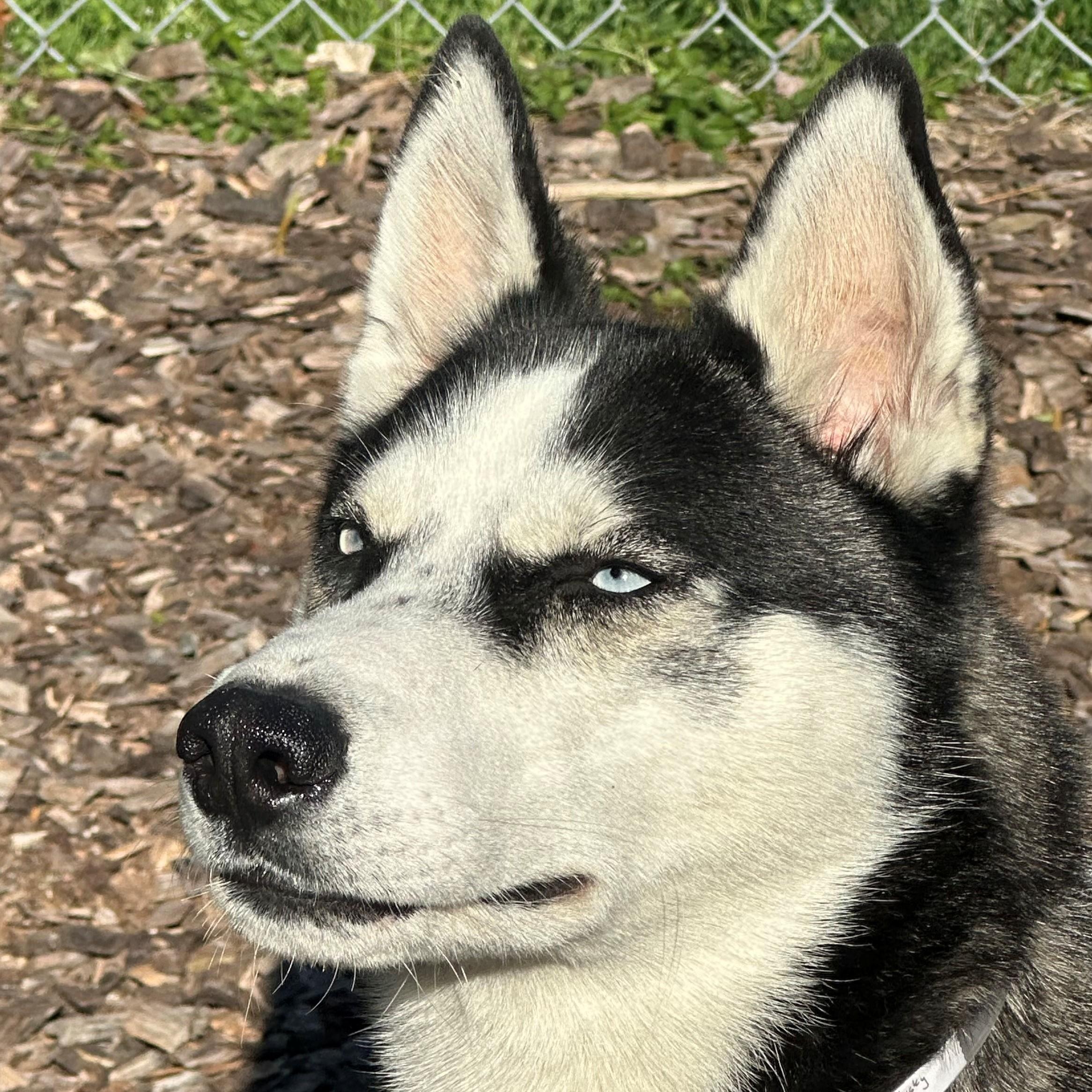 Enlarge Ranger- #50538, a ADOPTABLE Husky in Columbia, MD image 3/6