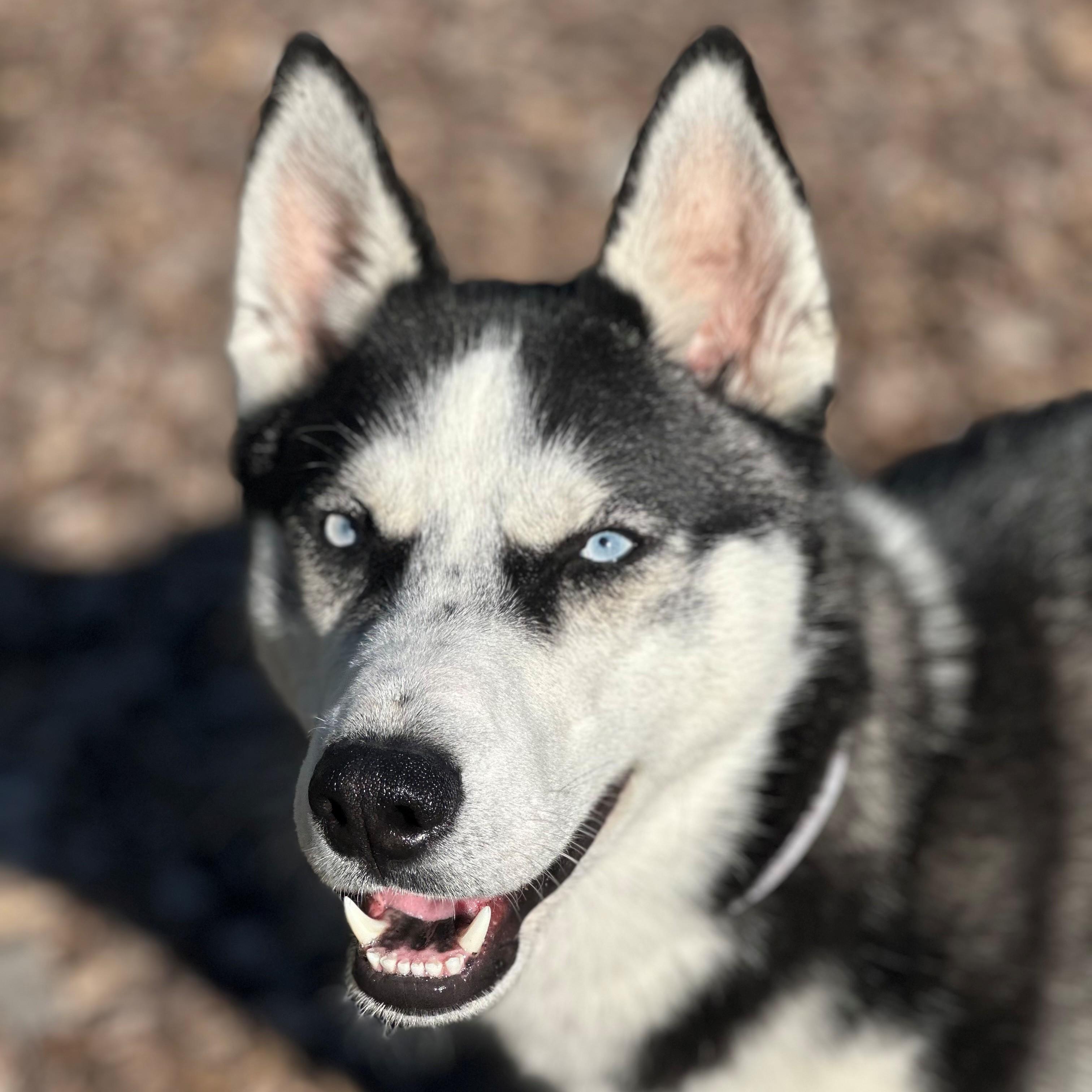 Enlarge Ranger- #50538, a ADOPTABLE Husky in Columbia, MD image 1/6