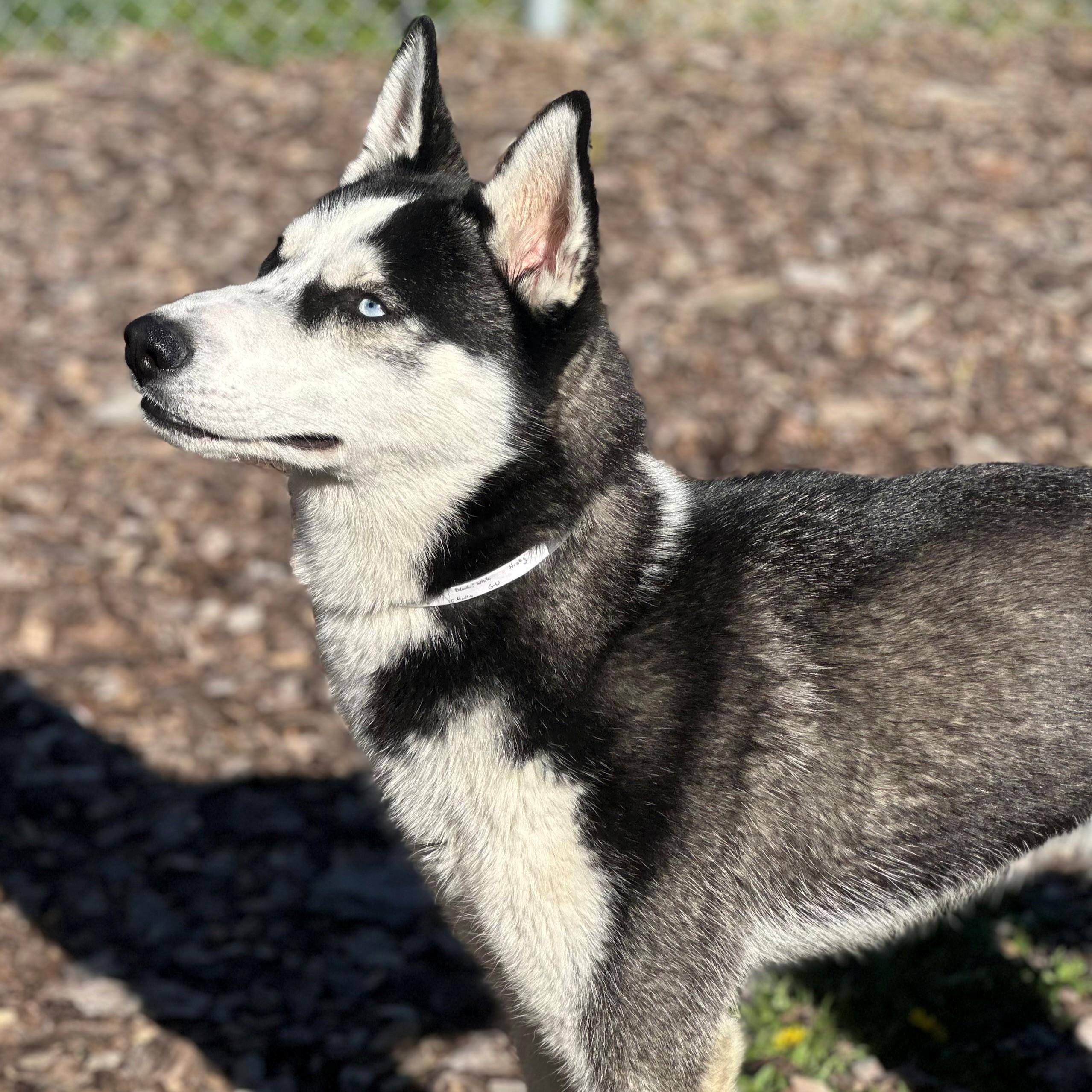 Enlarge Ranger- #50538, a ADOPTABLE Husky in Columbia, MD image 2/6