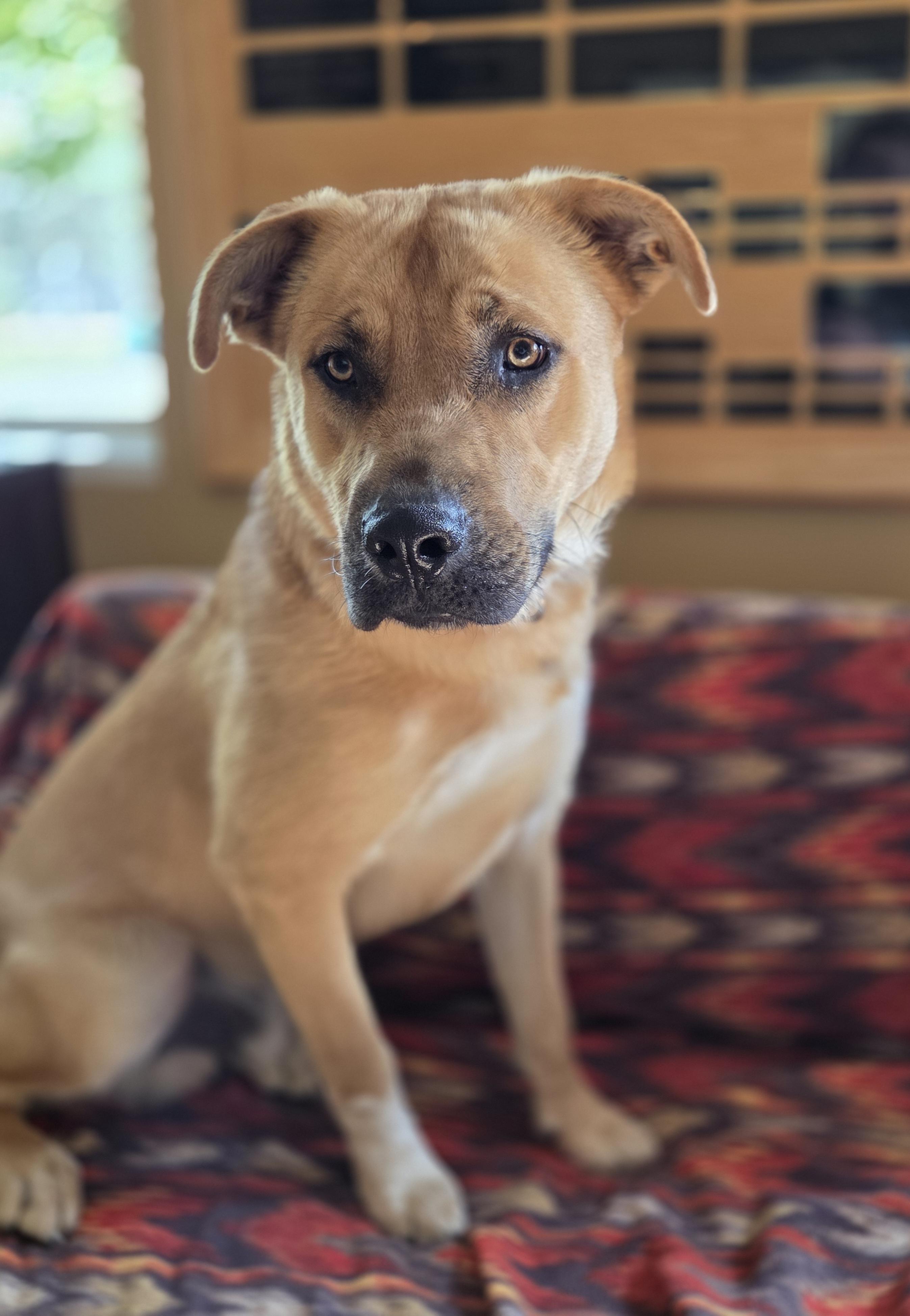 Rufus