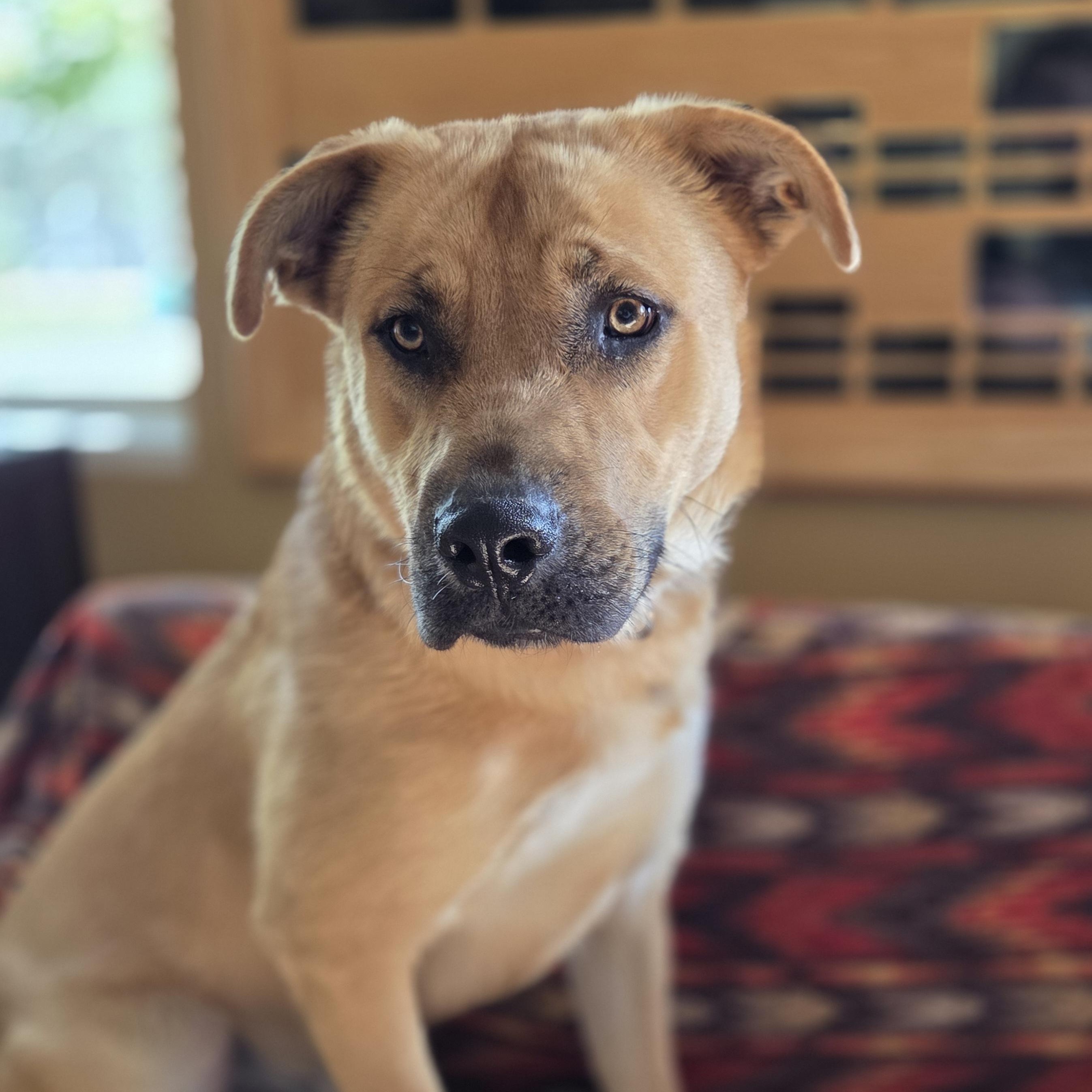 Rufus, an adoptable Boxer in Park Rapids, MN, 56470 | Photo Image 1