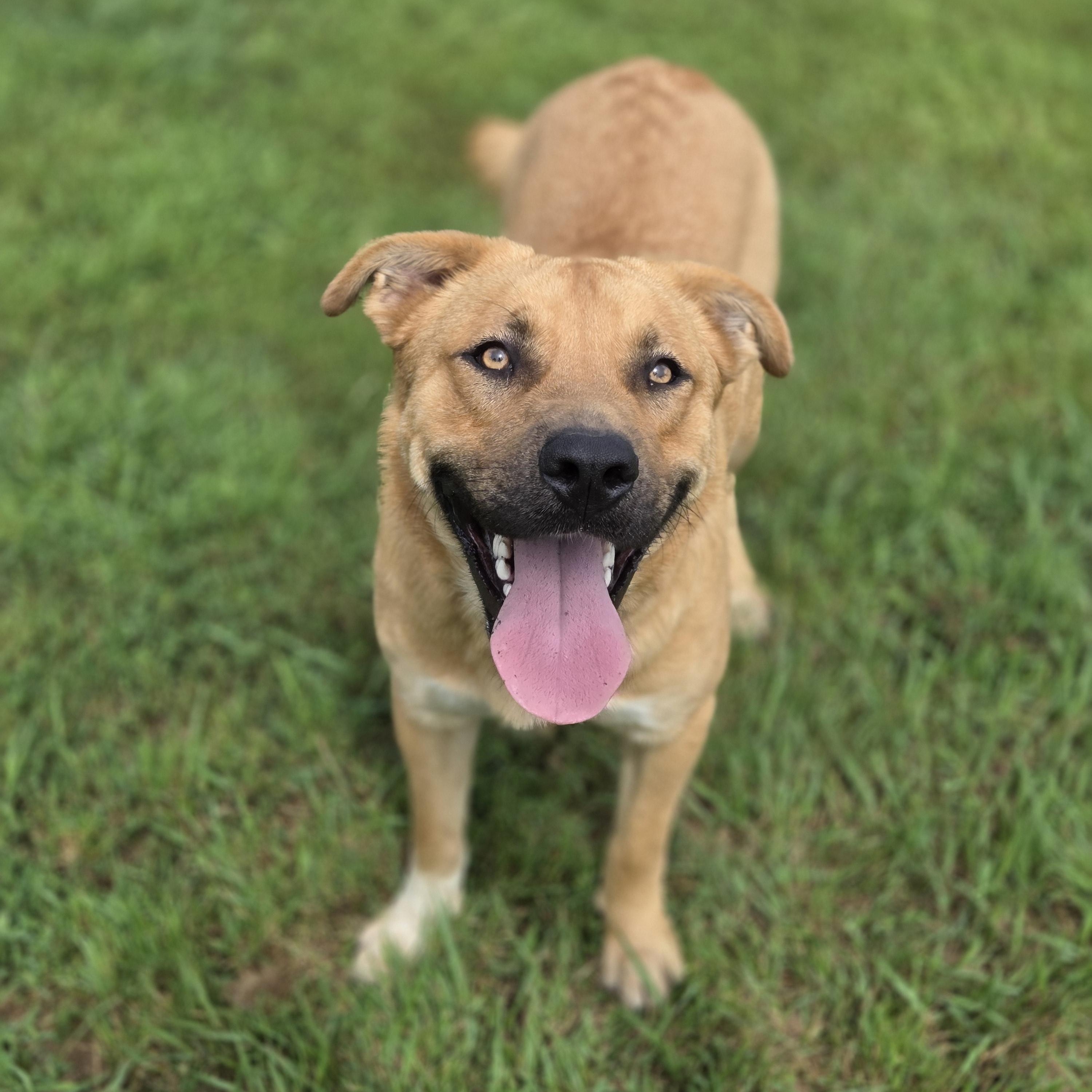 Rufus, an adoptable Boxer in Park Rapids, MN, 56470 | Photo Image 2
