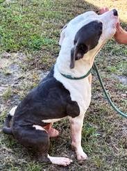 Bramble, Sweet adorable little boy, needs a family !