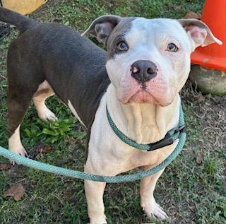 Bramble, Sweet adorable little boy, needs a family !