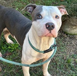 Bramble, Sweet adorable little boy, needs a family !