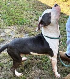 Bramble, Sweet adorable little boy, needs a family !