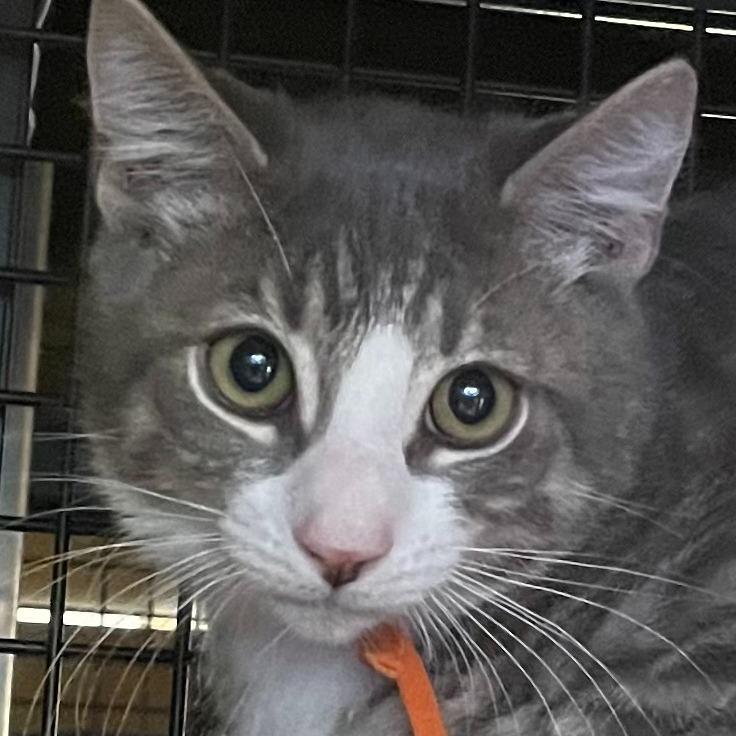 Simba, Adoptable, Kitten Male Domestic Short Hair.
