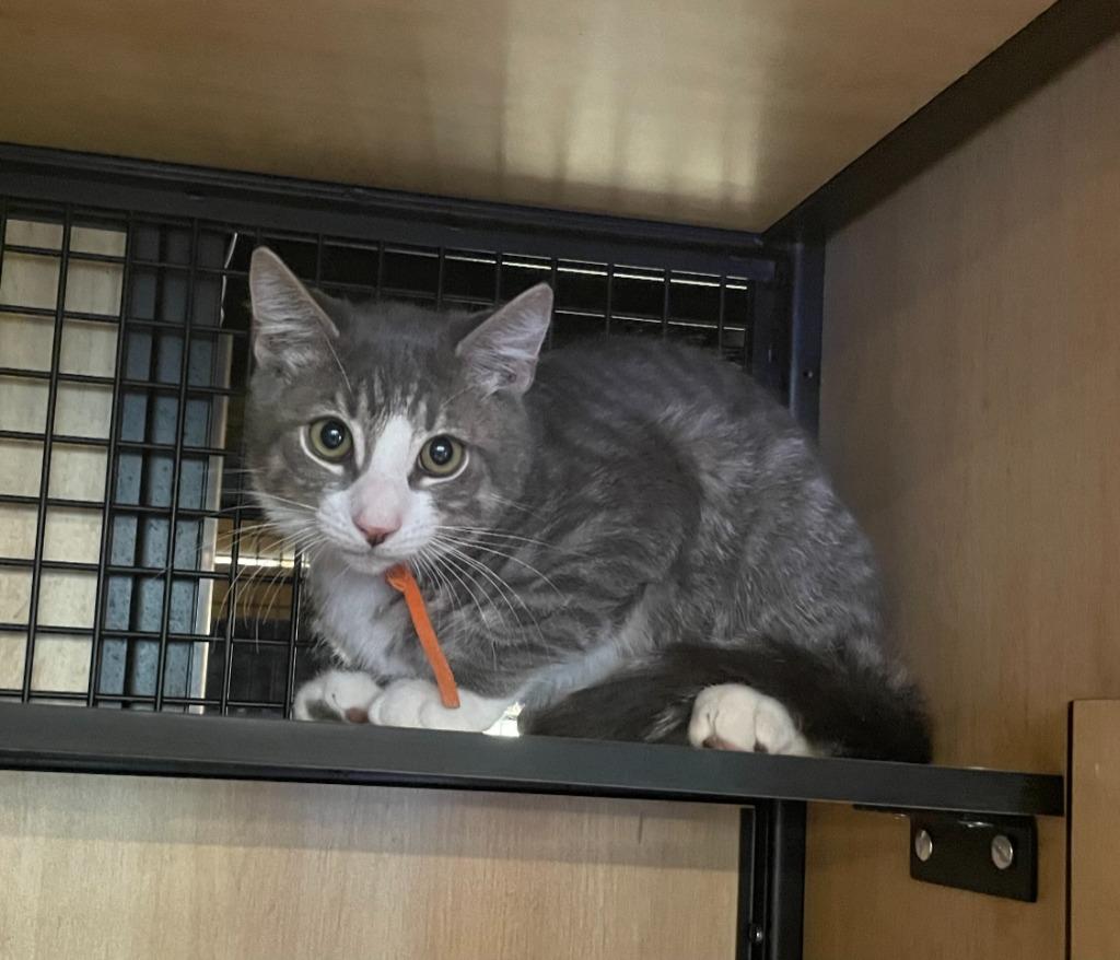 Enlarge Simba, a Adoptable mixed breed in New York, NY image 2/2