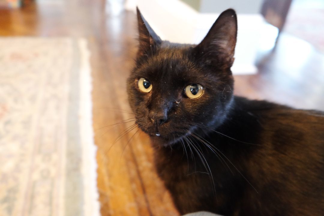 Cat for adoption Pappas, a Domestic Short Hair in Montclair, NJ