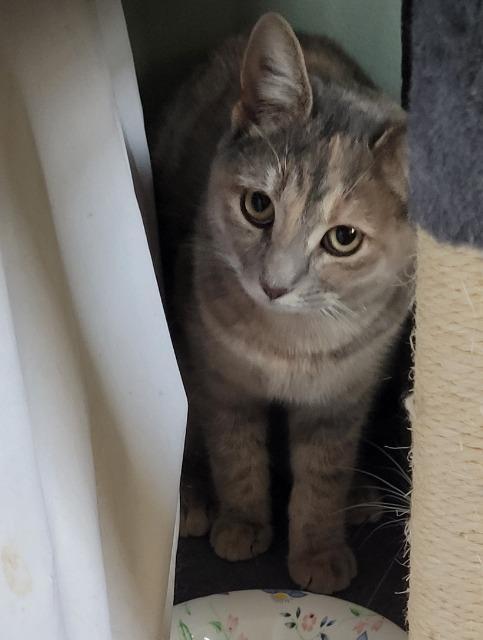 Agnes, Adoptable, Young Female Domestic Short Hair.