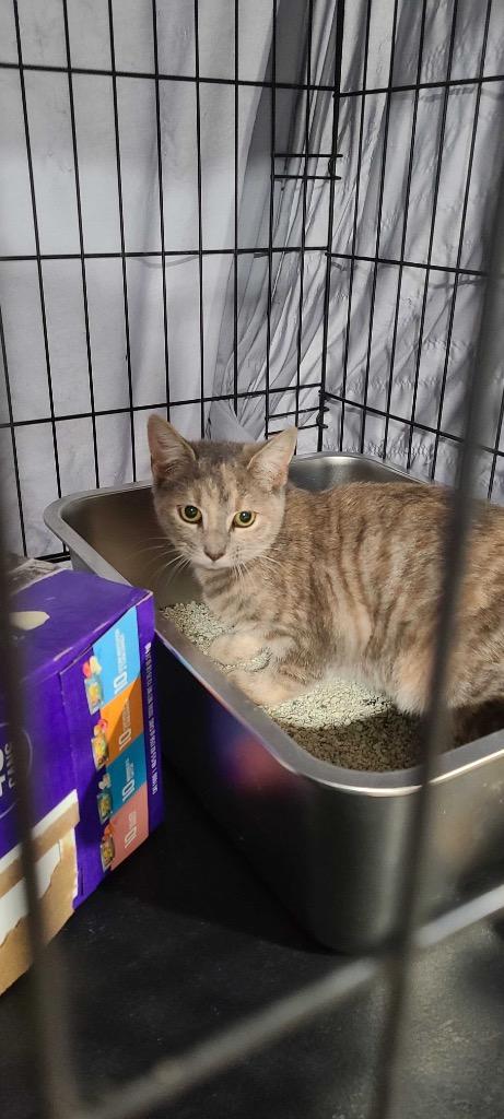 Enlarge Agnes, a Adoptable mixed breed in Pawtucket, RI image 1/1