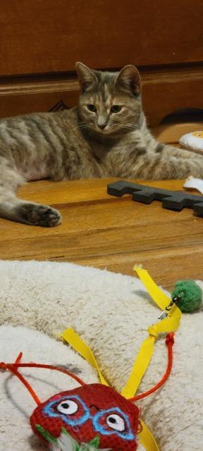 Enlarge Agnes, a Adoptable mixed breed in Pawtucket, RI image 2/6