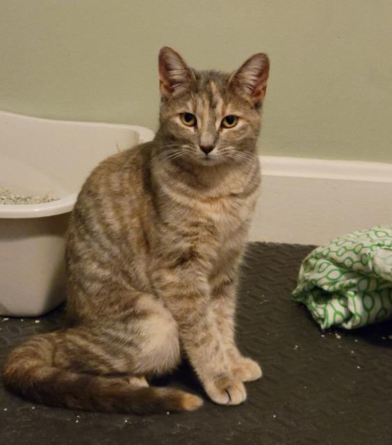 Enlarge Agnes, a Adoptable mixed breed in Pawtucket, RI image 3/6