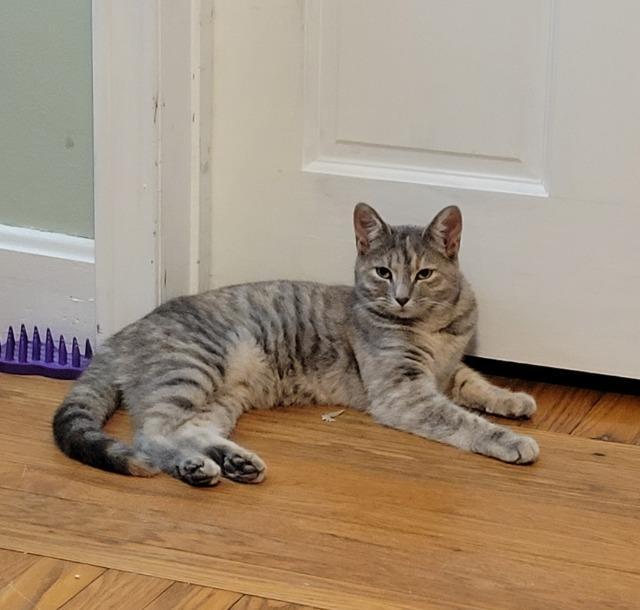 Enlarge Agnes, a Adoptable mixed breed in Pawtucket, RI image 4/6